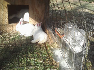 DIY Tin Can Rabbit Feeders