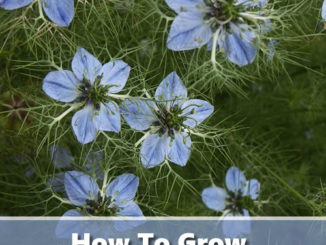How To Grow Cumin