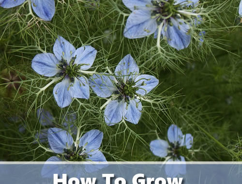How To Grow Cumin