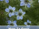 How To Grow Cumin