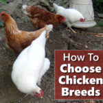 How To Choose Your Chicken Breeds
