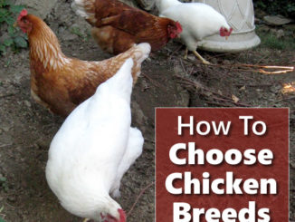 How To Choose Your Chicken Breeds