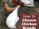 How To Choose Your Chicken Breeds