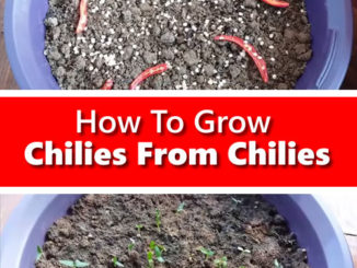 How To Grow Chilies From Chilies