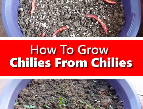 How To Grow Chilies From Chilies