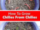 How To Grow Chilies From Chilies