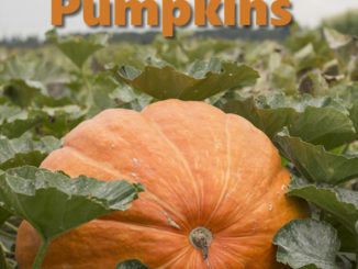 How To Grow Giant Pumpkins