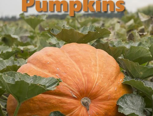 How To Grow Giant Pumpkins