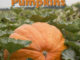 How To Grow Giant Pumpkins