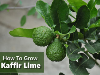 How To Grow Kaffir Lime