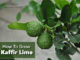 How To Grow Kaffir Lime