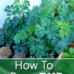 How To Grow Rue