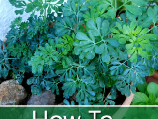 How To Grow Rue