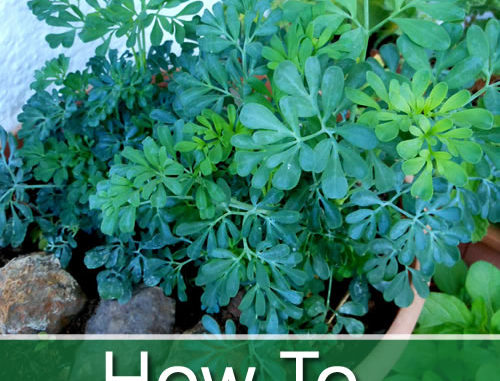 How To Grow Rue