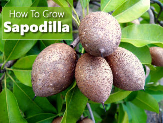 How To Grow Sapodilla