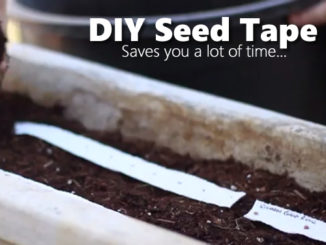 How To Make Seed Tape