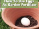 How To Use Eggs As Garden Fertilizer