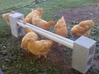 DIY Cinder Block Chicken Feeder