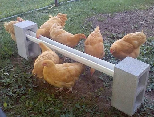 DIY Cinder Block Chicken Feeder