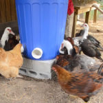 DIY Garbage Can Chicken Feeder