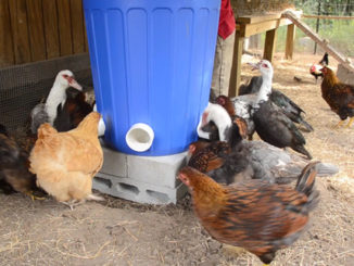 DIY Garbage Can Chicken Feeder