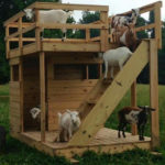DIY Rooftop Terrace Goat House