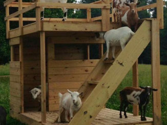 DIY Rooftop Terrace Goat House