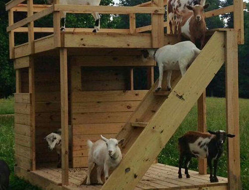DIY Rooftop Terrace Goat House