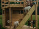 DIY Rooftop Terrace Goat House