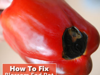 How To Fix Blossom End Rot