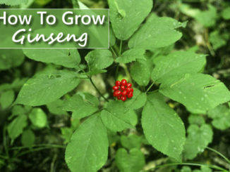 How To Grow Ginseng