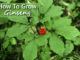 How To Grow Ginseng