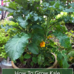 How To Grow Kale In Containers