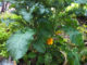 How To Grow Kale In Containers