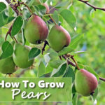 How To Grow Pears