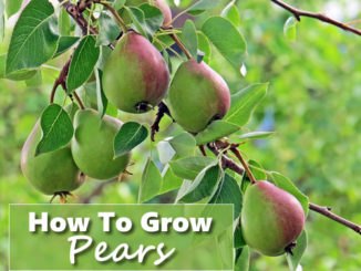 How To Grow Pears