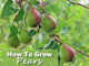 How To Grow Pears