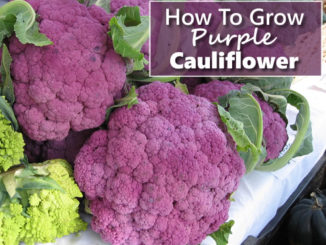 How To Grow Purple Cauliflower