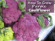 How To Grow Purple Cauliflower