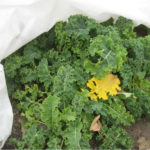 How to Protect Your Garden From Frost