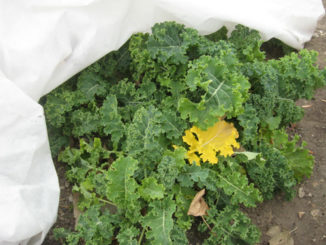 How to Protect Your Garden From Frost