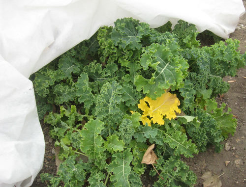 How to Protect Your Garden From Frost