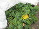 How to Protect Your Garden From Frost