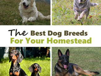 The Best Homestead Dog Breeds