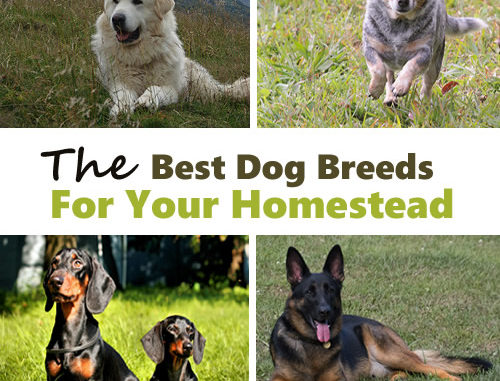 The Best Homestead Dog Breeds