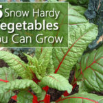 5 Snow Hardy Vegetables You Can Grow