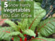 5 Snow Hardy Vegetables You Can Grow