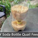 DIY 2L Soda Bottle Quail Feeder