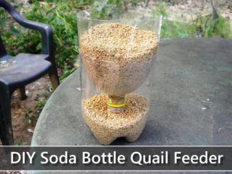 DIY 2L Soda Bottle Quail Feeder