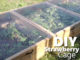 DIY Strawberry Cage